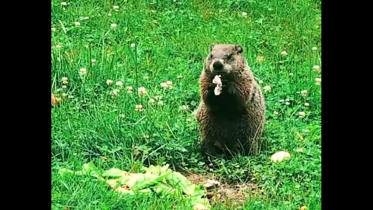 Rabid woodchuck confirmed in Auburn