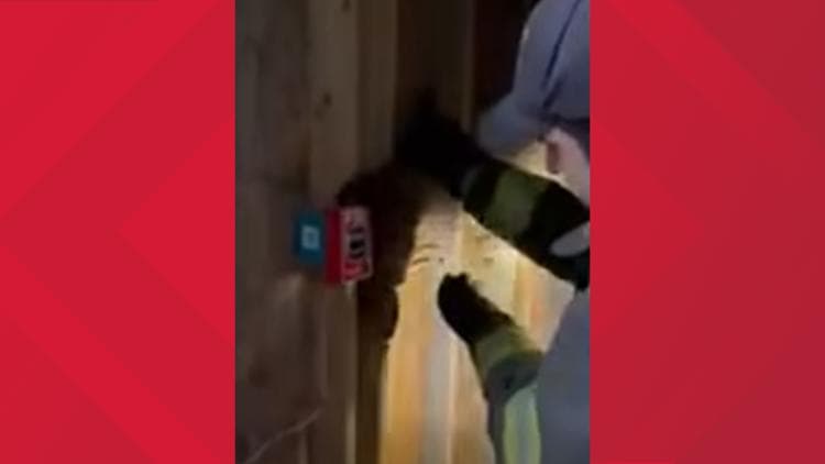 Auburn firefighters find furry culprit behind false alarm