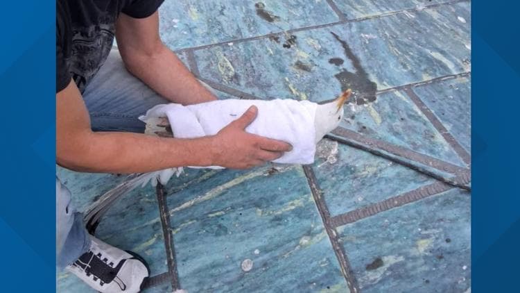 They tried to save a stranded Portland seagull. Instead, they were there for its final moments.