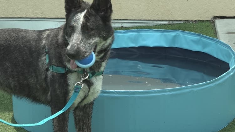 How to keep your pet safe during the extreme heat