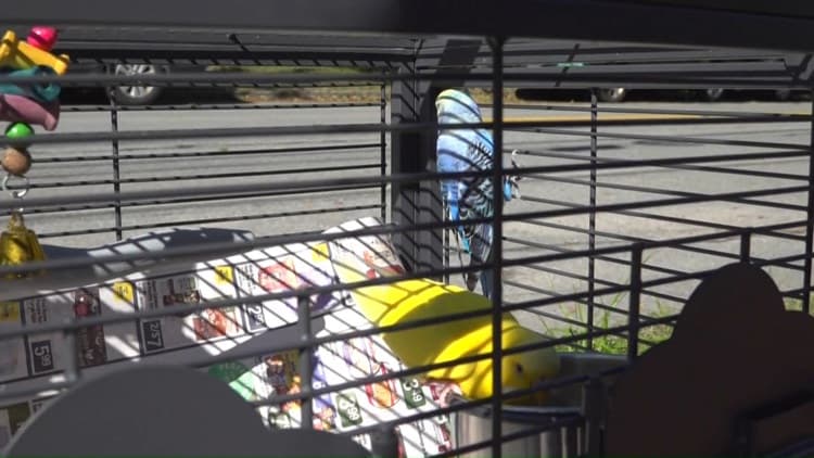 Community flocks to save pet birds lost in Portland