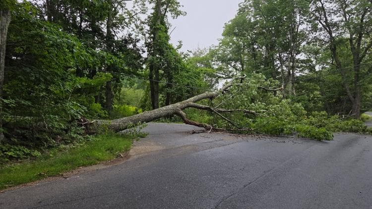 Camden roads closed after tree takes down utility lines, causes outages