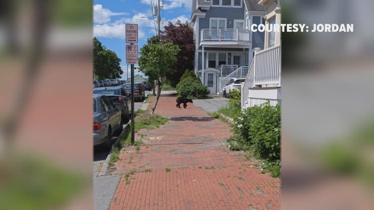 'It's a once-in-a-lifetime thing': Black bear safely removed after unexpected run through Portland
