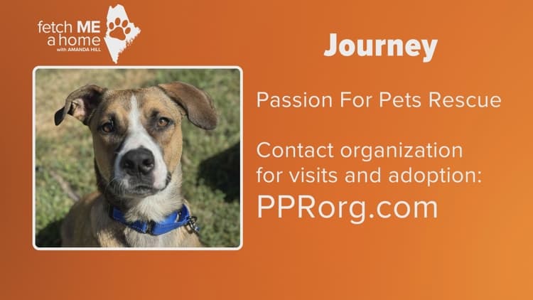 Fetch ME A Home | This pup has had quite a 'Journey'