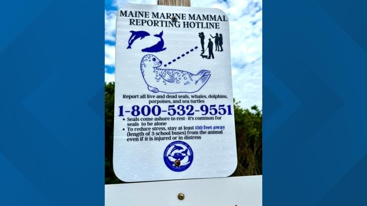 Dead seal that washed up on Gooch's Beach could've had disease, Kennebunk lifeguards say