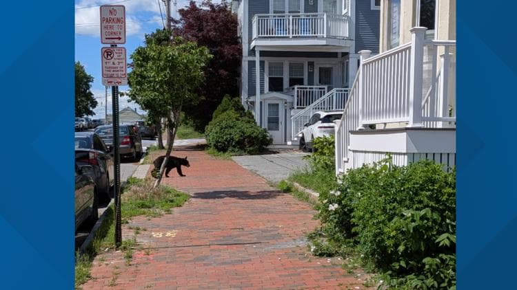Bear spotted roaming in Portland's Old Port on Friday tranquilized and safely relocated, police say
