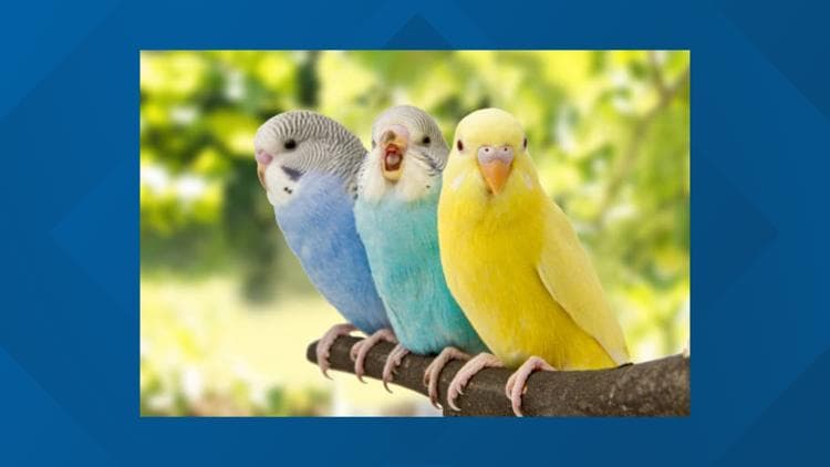 Missing a parakeet? Gorham police looking for owner of bird seen flying around town
