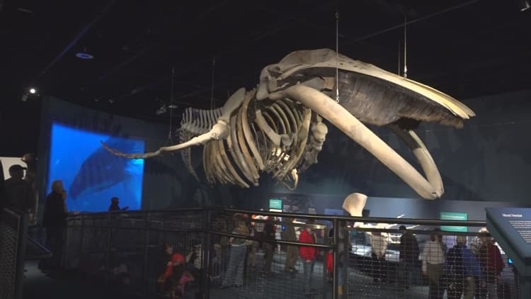The Maine State Museum reopens in Augusta after 6-year closure
