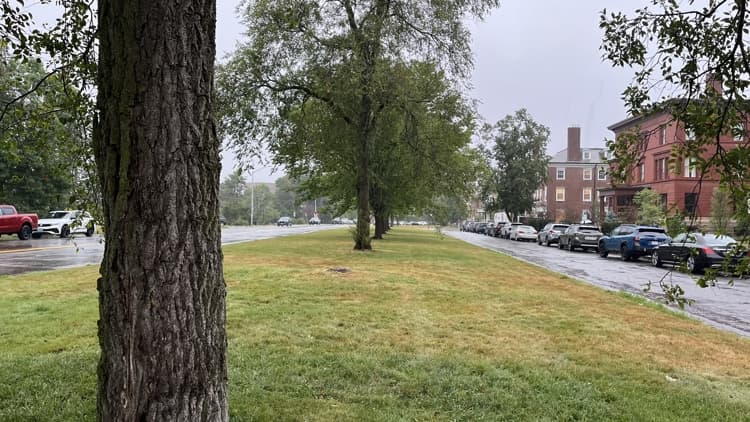 Portland is creating a plan to plant more trees