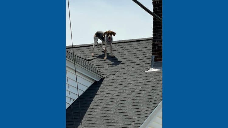 Westbrook Fire Department rescues dog stuck on apartment building roof