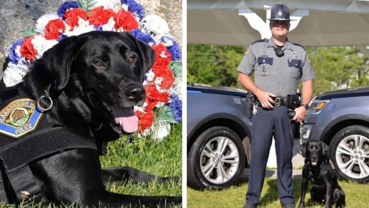 Scarborough police K9 Tucker dies after nearly a decade of service
