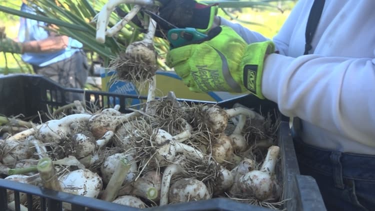 Belfast garlic harvest turns potential waste into food for Waldo County communities