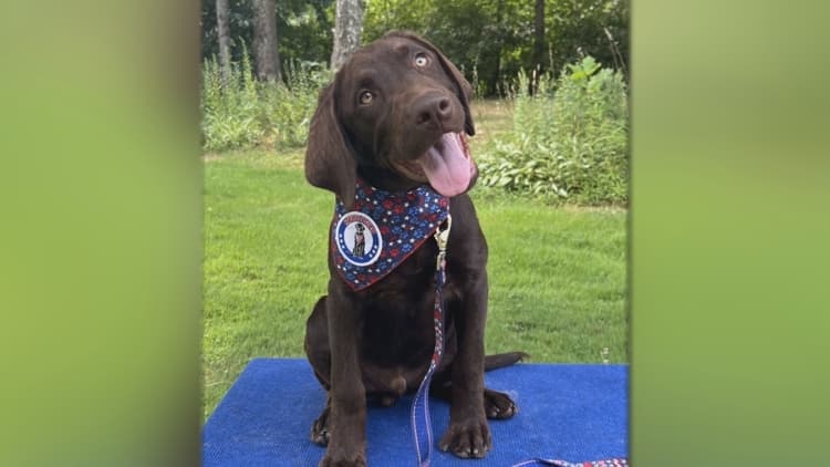 Portland fundraiser honors Maine’s first emergency communications comfort dog who was found dead last year