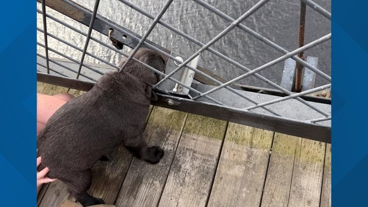 Maine firefighters rescue stuck puppy