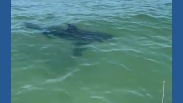 Additional 5 to 7 sharks spotted near Pine Point Beach in Scarborough Wednesday
