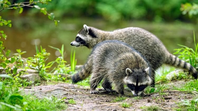 Rabid raccoon sighting reported in Minot, town says