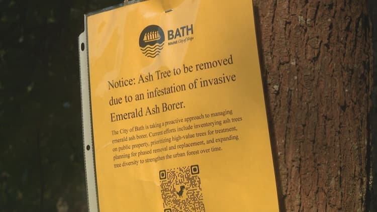 City of Bath fighting emerald ash borer, trying to preserve ash trees