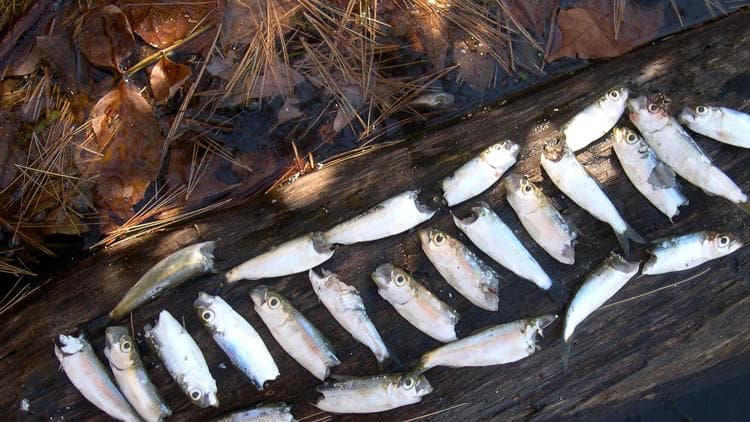 Conservation group seeks changes to Brunswick dam after alewife die-off